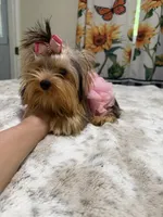 Small blue  Merle female , a female Yorkshire Terrier for sale in Pensacola, FL – 9 of 10