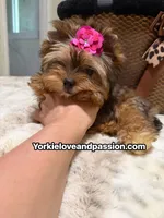 Babydoll sable female , a female Yorkshire Terrier for sale in Pensacola, FL – 7 of 10