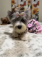 Blueberry female , a female Yorkshire Terrier for sale in Pensacola, FL – 10 of 10