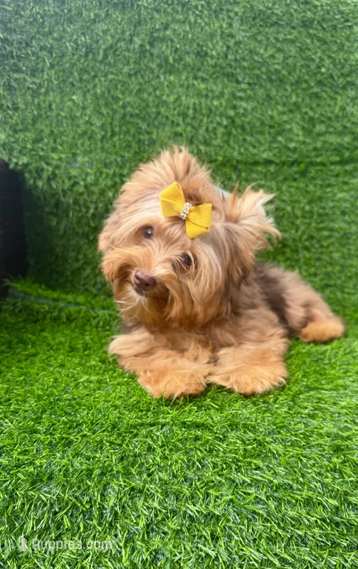 Chocolate Merle male  – Yorkshire Terrier puppy for sale in Pensacola, FL
