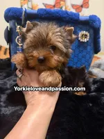 Traditional male , a male Yorkshire Terrier for sale in Pensacola, FL – 8 of 10