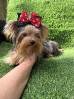 Small blue  Merle female , a female Yorkshire Terrier for sale in Pensacola, FL – 10 of 10