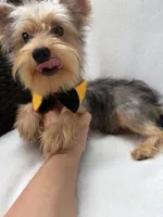 Bruno , a male Yorkshire Terrier for sale in Pensacola, FL – 10 of 10