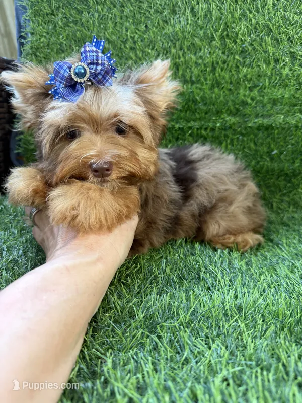 Chocolate Merle male  – Yorkshire Terrier puppy for sale in Pensacola, FL