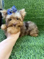 Chocolate Merle male , a male Yorkshire Terrier for sale in Pensacola, FL – 1 of 10