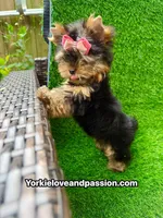 Xxsmall babydoll traditional female , a female Yorkshire Terrier for sale in Pensacola, FL – 3 of 10