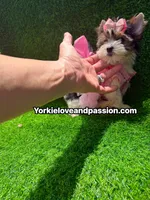 Small Parti female , a female Yorkshire Terrier for sale in Pensacola, FL – 9 of 10