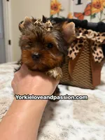 Traditional female , a female Yorkshire Terrier for sale in Pensacola, FL – 2 of 10