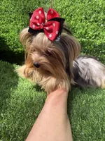 Small blue  Merle female , a female Yorkshire Terrier for sale in Pensacola, FL – 8 of 10