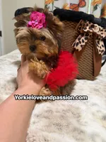 Babydoll sable female , a female Yorkshire Terrier for sale in Pensacola, FL – 6 of 10