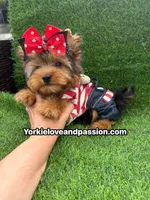 Traditional male , a male Yorkshire Terrier for sale in Pensacola, FL – 6 of 10