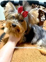 Blue Merle female , a female Yorkshire Terrier for sale in Pensacola, FL – 6 of 9