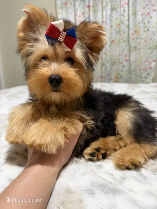 Traditional male  – Yorkshire Terrier puppy for sale in Pensacola, FL