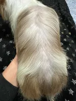 Chocoberry male , a male Yorkshire Terrier for sale in Pensacola, FL – Photo 8 of 8