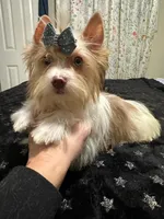 Chocoberry male , a male Yorkshire Terrier for sale in Pensacola, FL – Photo 3 of 8