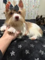 Chocoberry male , a male Yorkshire Terrier for sale in Pensacola, FL – Photo 2 of 8