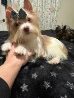 Chocoberry male , a male Yorkshire Terrier for sale in Pensacola, FL – Photo 7 of 8