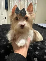 Chocoberry male , a male Yorkshire Terrier for sale in Pensacola, FL – Photo 5 of 8