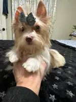 Chocoberry male , a male Yorkshire Terrier for sale in Pensacola, FL – Photo 1 of 8