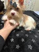 Chocoberry male , a male Yorkshire Terrier for sale in Pensacola, FL – Photo 6 of 8