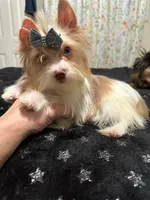 Chocoberry male , a male Yorkshire Terrier for sale in Pensacola, FL – Photo 4 of 8