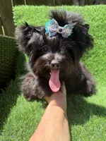 Solid black male, a male Yorkshire Terrier for sale in Pensacola, FL – 6 of 10