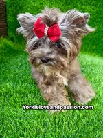 Black Merle female , a female Yorkshire Terrier for sale in Pensacola, FL – 9 of 10