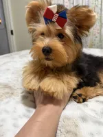 Traditional male , a male Yorkshire Terrier for sale in Pensacola, FL – 7 of 9