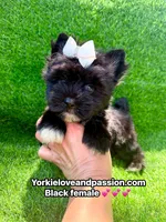 Black female , a female Yorkshire Terrier for sale in Pensacola, FL – 4 of 10