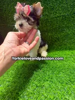 Small Parti female , a female Yorkshire Terrier for sale in Pensacola, FL – 8 of 10