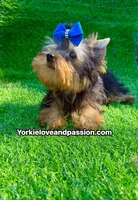 Tiny traditional male , a male Yorkshire Terrier for sale in Pensacola, FL – 3 of 10