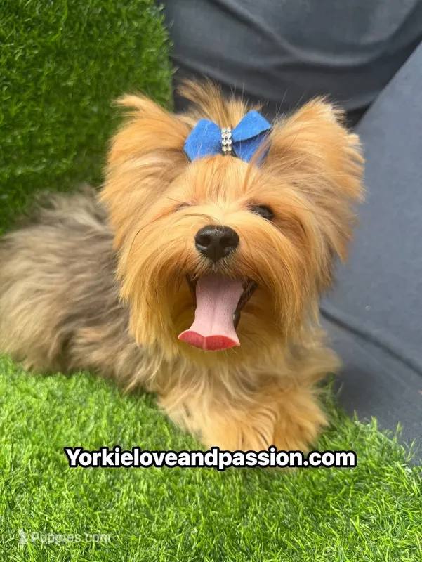 Blue Merle male  – Yorkshire Terrier puppy for sale in Pensacola, FL