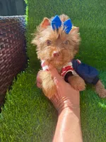 Chocolate male , a male Yorkshire Terrier for sale in Pensacola, FL – 6 of 9