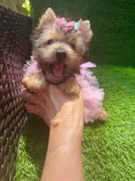 Moly traditional female , a female Yorkshire Terrier for sale in Pensacola, FL – 10 of 10
