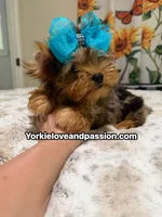 Blue Merle male , a male Yorkshire Terrier for sale in Pensacola, FL – 7 of 10