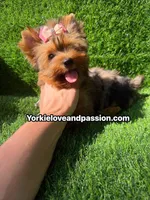 Blue Merle female , a female Yorkshire Terrier for sale in Pensacola, FL – 6 of 10