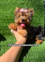 Blue Merle female , a female Yorkshire Terrier for sale in Pensacola, FL – 2 of 10