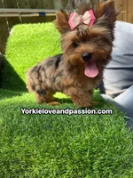 Blue Merle female , a female Yorkshire Terrier for sale in Pensacola, FL – 3 of 10