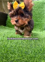 Small traditional female , a female Yorkshire Terrier for sale in Pensacola, FL – 10 of 10