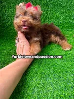 Chocolate female , a female Yorkshire Terrier for sale in Pensacola, FL – 4 of 10