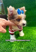 Parti Merle male , a male Yorkshire Terrier for sale in Pensacola, FL – 7 of 9