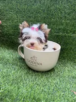 Xxxxsmall chocolate Parti female, a female Yorkshire Terrier for sale in Pensacola, FL – 10 of 10