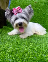 Blueberry female , a female Yorkshire Terrier for sale in Pensacola, FL – 10 of 10