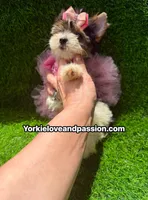 Small Parti female , a female Yorkshire Terrier for sale in Pensacola, FL – 2 of 10