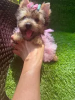 Moly traditional female , a female Yorkshire Terrier for sale in Pensacola, FL – 7 of 10