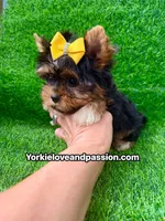 Small traditional female , a female Yorkshire Terrier for sale in Pensacola, FL – 2 of 10