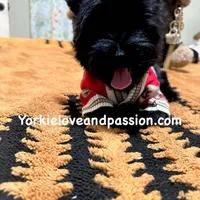 Solid black male, a male Yorkshire Terrier for sale in Pensacola, FL – Photo 6 of 10
