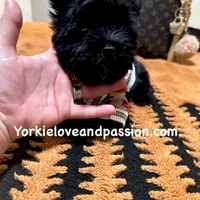 Solid black male, a male Yorkshire Terrier for sale in Pensacola, FL – Photo 10 of 10