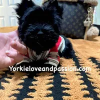Solid black male, a male Yorkshire Terrier for sale in Pensacola, FL – Photo 1 of 10