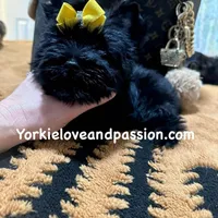 Solid black male, a male Yorkshire Terrier for sale in Pensacola, FL – Photo 9 of 10